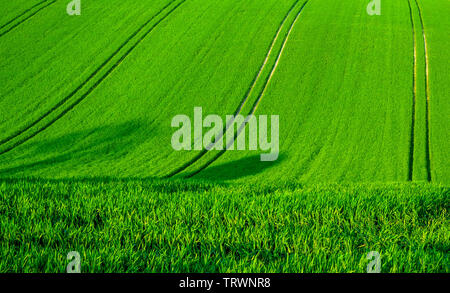 A rolling green wheat field on a hill with four seperate lines of tractor tyre tracks running vertically up the green field, Sussex, England  the line Stock Photo