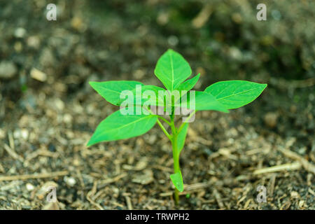 Small chili pepper plant planted in the soil - late may- Capsicum annuum Stock Photo