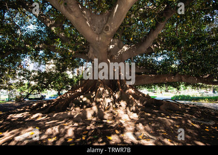 Giant Ombu Tree in Plaza Lavalle in Buenos Aires. It is largest herb on the planet. People call it a tree but it is an herb as it has no trunk. Stock Photo