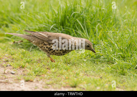 Song Thrush, Turdus philomelos, hunting, listening for worms, watching for prey in grass, Norfolk, UK, May. Stock Photo