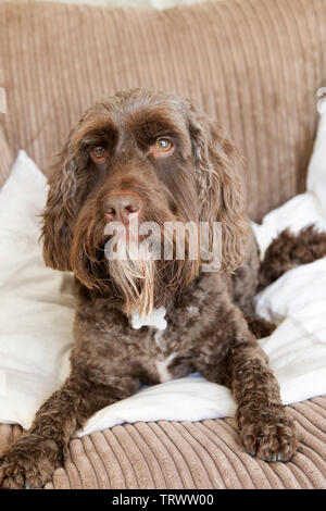 Portrait of a brown male cockerpoo. Stock Photo