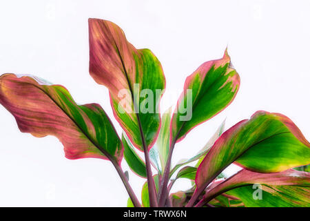 Multi colored close up of ti plant leaves. Mauai, Hawaii Stock Photo