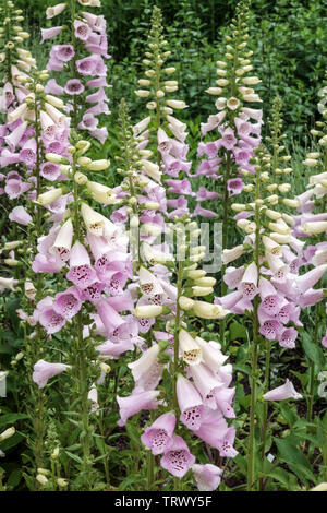 Foxglove Digitalis purpurea 'Camelot Lavender' Stock Photo