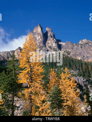 USA, Washington, Okanogan-Wenatchee National Forest, Alpine larch display fall color beneath Early Winter Spires; near Washington Pass. Stock Photo