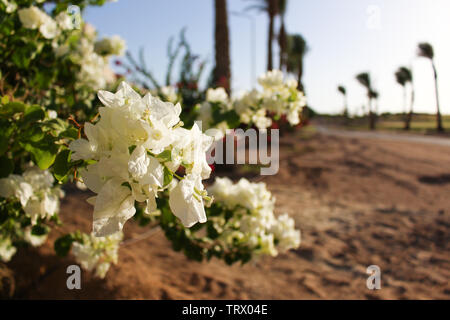 Flowers in Egypt on a hot summer day felling the warm sunshine on the skin. Lets have a small impression of a hot summer day in egypt. Stock Photo