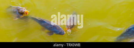 group of common carps coming above the water with their mouths, common fish specie from Europe Stock Photo