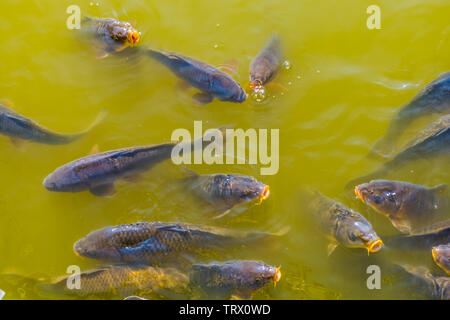 big shoal of common carps swimming together and coming above the water with their mouths, common fish specie from Europe Stock Photo