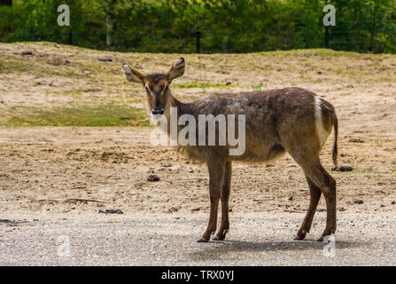closeup portrait of a female waterbuck, Marsh antelope specie from Africa Stock Photo