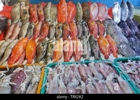 A great variety of fish and squid of premium quality delivered fresh and available for customers to buy and brought to the restaurant of their choice. Stock Photo