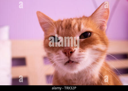 Red cat looking into the camera. Big eyes. Stock Photo