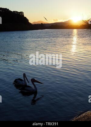 Two pelicans silhouetted on river at sunset, golden sunlight shining on the water, a bird flying in the sky Stock Photo