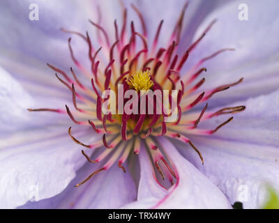 Centre of a beautiful mauve Clematis flower, variety Bernadine Stock Photo
