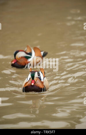 Mandarin Duck - (Aix gulericulata) males swim in water at the Sylvan Heights Bird Center in Scotland Neck, NC Stock Photo