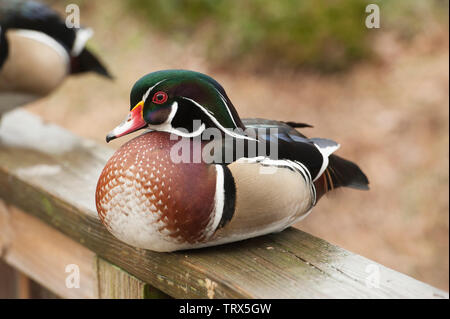 Wood Duck (Aix sponsa) pair swims in water at the Sylvan Heights Bird Center in Scotland Neck, NC Stock Photo