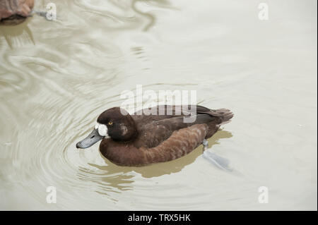 Ruddy Duck (Oxyura jamaicernsis) male with breeding plumage who swims in a pond. Ruddy Duck a common diving duck on ponds, lakes and sheltered bays in Stock Photo