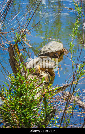 Two Common Snapping Turtles (Chelydra serpentina) basking in morning sunshine on log in East Plum Creek, Castle Rock Colorado US. Photo taken in May. Stock Photo