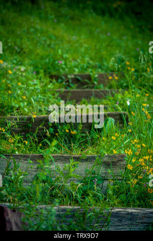 wooden stairs in the middle of a grassy hill in summer Stock Photo