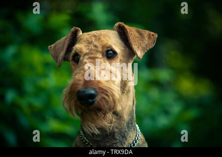 A beautiful portrait of Airedal Terrier head on a meadow in front of a forest with a dog's collar. vibrant colors. Stock Photo