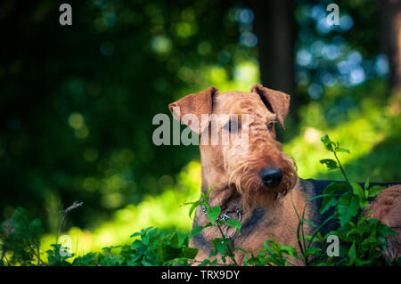 A beautiful portrait of Airedal Terrier head on a meadow in front of a forest with a dog's collar. vibrant colors. Stock Photo
