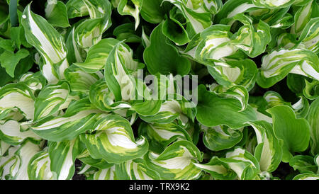 Beautiful hosta plant. Green leaves with white parts in the center. Stock Photo