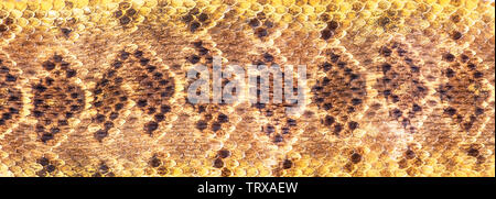 Texas diamondback rattlesnake skin would make for great background. Stock Photo