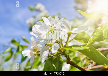 Floral spring background, branches of blossoming apple trees with soft focus in sun rays. Elegant spring image on blurred background. Stock Photo