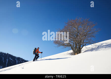 Man skiing on fresh powder snow near lonely tree against blue sky in the mountains Stock Photo