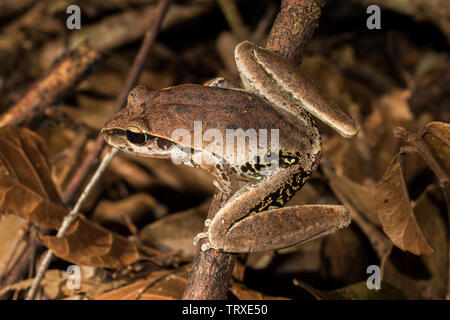 Stony Creek Frog Litoria wilcoxii Eastern Australia Stock Photo