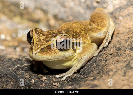 Stony Creek Frog Litoria wilcoxii Eastern Australia Stock Photo