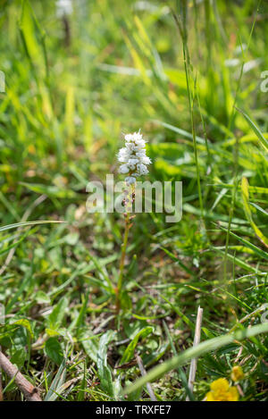 Alpine Bistort, Bistorta vivipara. Polygonum viviparum, Persicaria vivipara Stock Photo