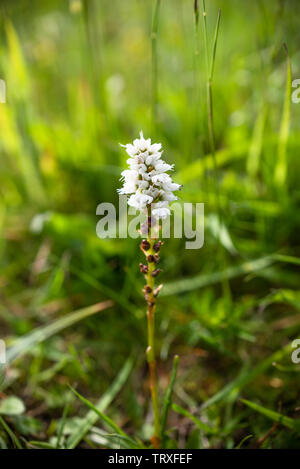 Alpine Bistort, Bistorta vivipara. Polygonum viviparum, Persicaria vivipara Stock Photo