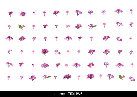 Creative layout made of purple lilac  flowers on white  background. Minimal  concept. Pattern with flowers. Flat lay with horizontal orientation. Stock Photo