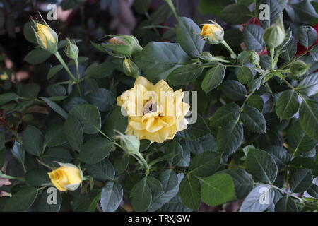 Small and beautiful rosebush of yellow flowers Stock Photo