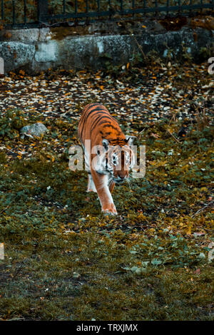 Tiger walks on the grass. Wild animal in park Stock Photo