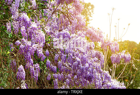 wisteria flowering in spring. Ecology and environment concept. Flowers and plants Stock Photo