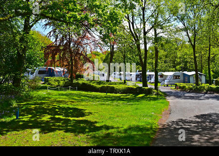 A view of modern caravans on site at Putts Corner, a rural campsite run by the Caravan & Motorhome Club, near Honiton, Devon. Quiet woodland location. Stock Photo