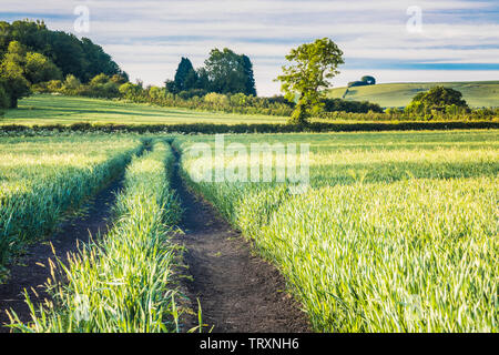 The view towards Liddington Hill near Swindon, Wiltshire on a an early summer's morning. Stock Photo