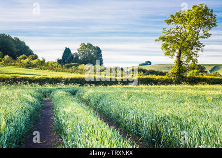 The view towards Liddington Hill near Swindon, Wiltshire on a an early summer's morning. Stock Photo