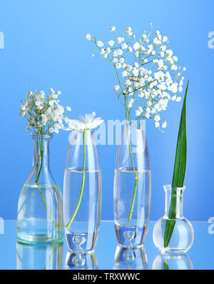 Plants in various glass containers on blue background Stock Photo