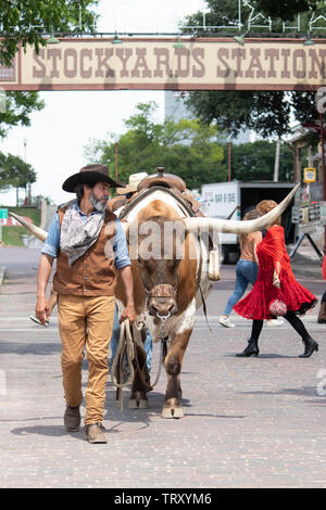 Longhorn Cattle are driven through the streets of Fort Worth stockyards district for tourists so they can imagine what is was like for cowboys Stock Photo
