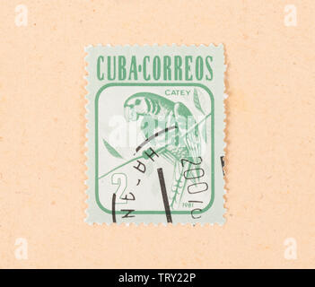 CUBA - CIRCA 1981: A stamp printed in Cuba shows a parrot, circa 1981 Stock Photo