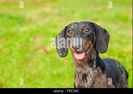 Portrait of harlequin dachshund in a natural park Stock Photo