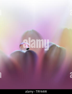 Beautiful Violet Nature Background.Colorful Artistic Wallpaper.Natural Abstract Macro Photography.Creative Floral Art Design.Pink Color.Gerbera Daisy. Stock Photo