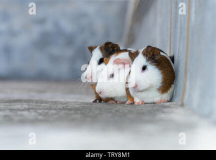 Three guinea pigs / Dutch rats / Dutch pigs / guinea pigs looking in the same direction Stock Photo