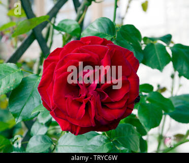 Rose Dublin Bay Stock Photo