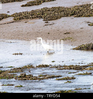 A Little Egret Wading Bird Looking for Food in Seawater at Budle Bay Waren Mill near Bamburgh Northumberland England United Kingdom UK Stock Photo