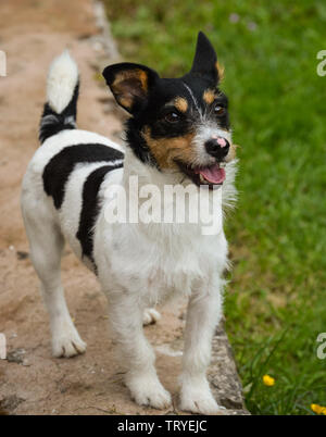 A naughty wire haired black white and brown Jack Russell Terrier dog standing on a wall and plotting mischief Stock Photo