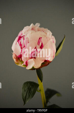Close up of a sIngle pale pink with dark pink guard petals Peony or Paeony of the family Paeoniaceae Stock Photo