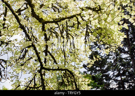 Acer pseudoplatanus 'Leopoldii' Stock Photo