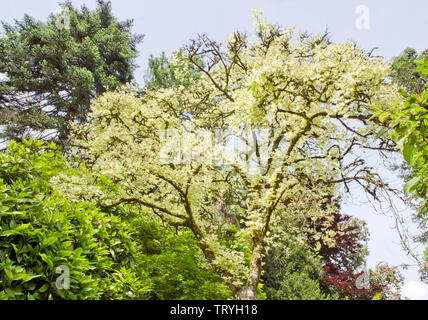 Acer pseudoplatanus 'Leopoldii' Stock Photo